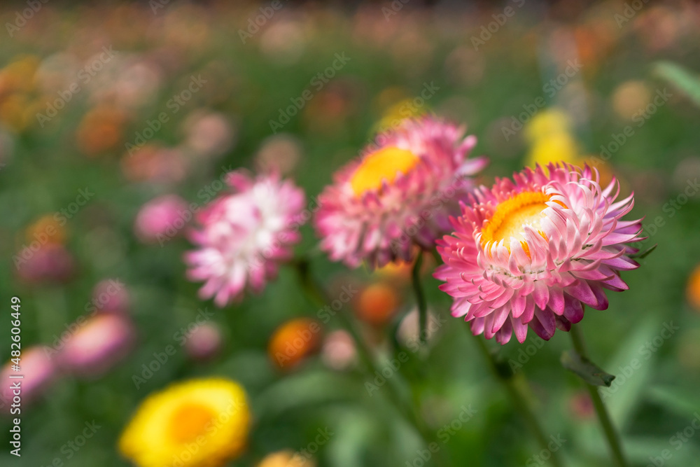 colorful straw flower blossom booming in garden