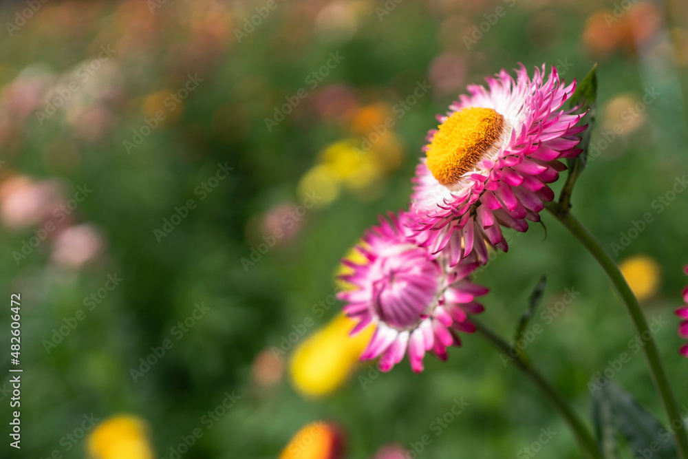 五彩缤纷的草花在花园里绽放