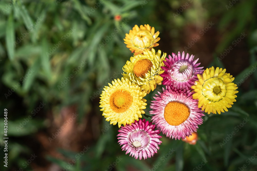 五彩缤纷的草花在花园里绽放