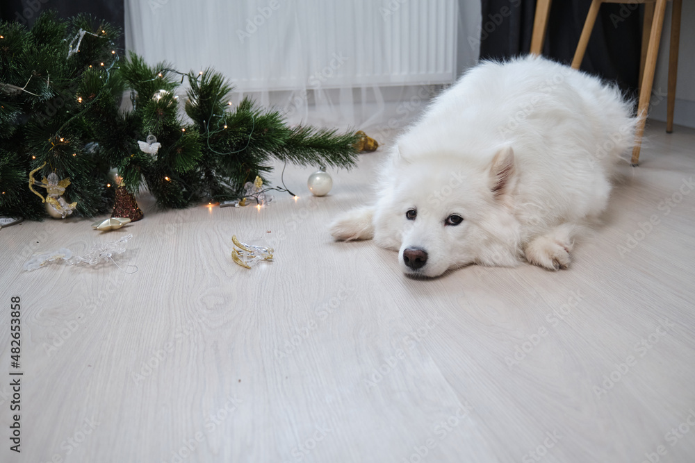 Dog sitting near dropped christmas tree in living room. Guilty puppy.