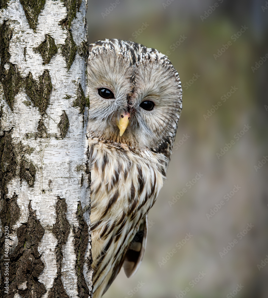 Ural Owl sit in a tree and looking on the the camera