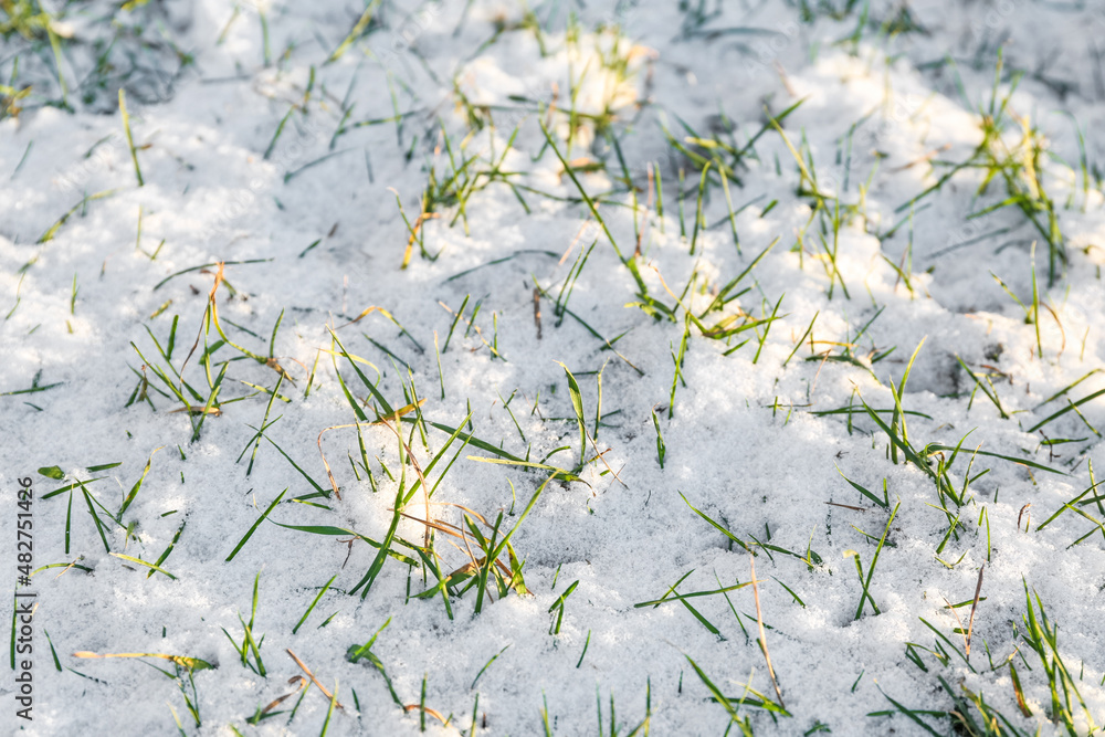 晴朗的日子里，绿草被雪覆盖