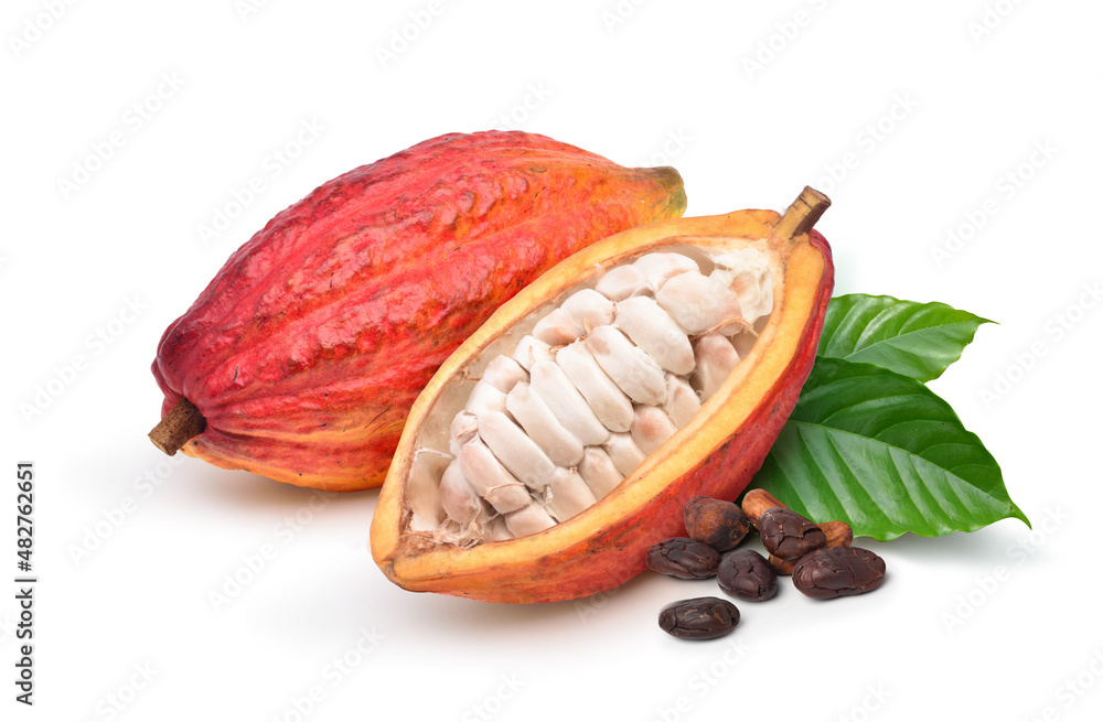 Red cocoa pods with half sliced and dried beans isolated on white background.