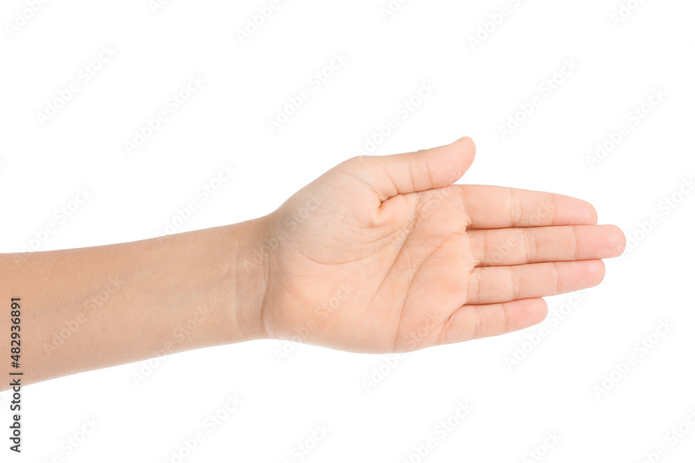 Childs palm on white background