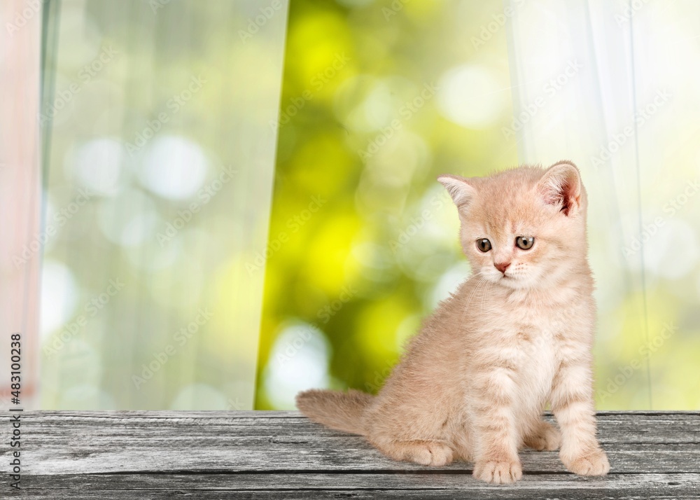 可爱的小猫，在大自然的背景下坐着抬头看