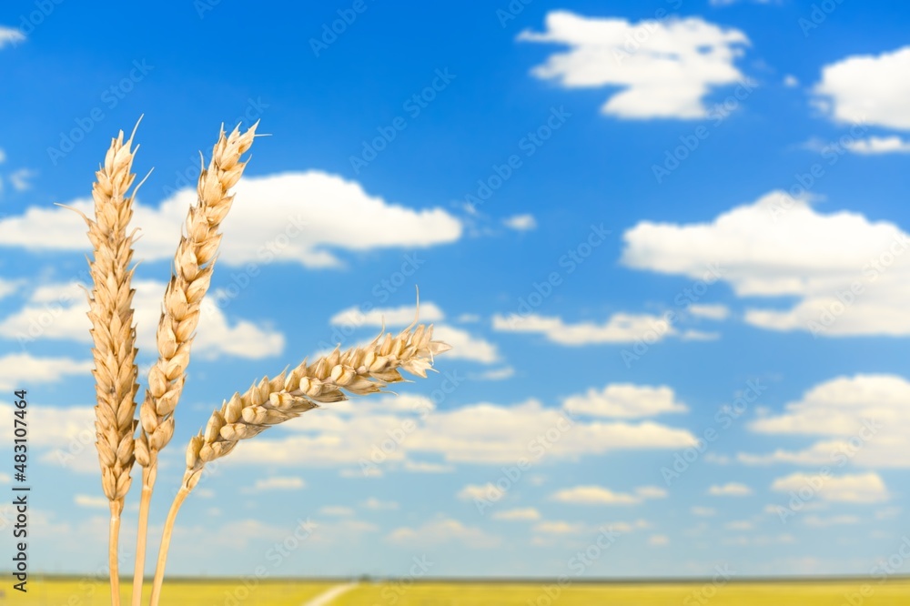 Wheat ears or heads set on the sky background.