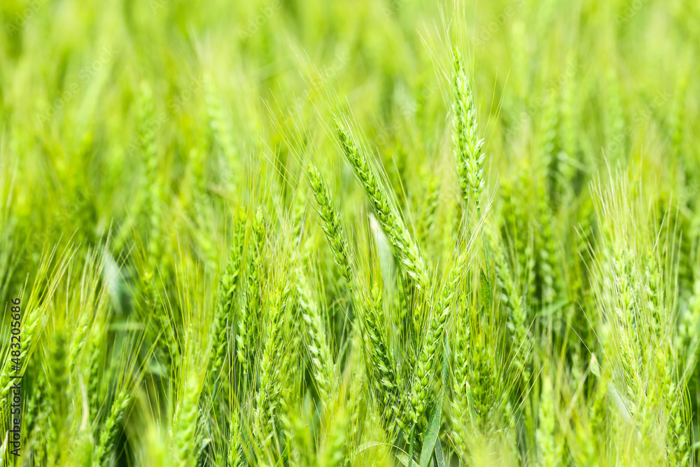 Green wheat spikelets in field, closeup