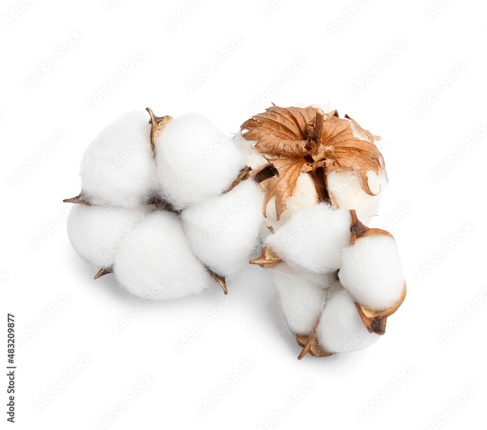 Soft cotton flowers on white background