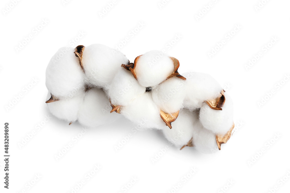 Cotton flowers isolated on white background