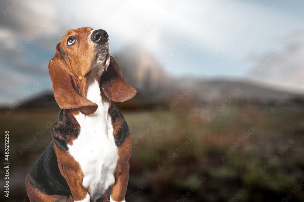 Happy young dog spring photography.