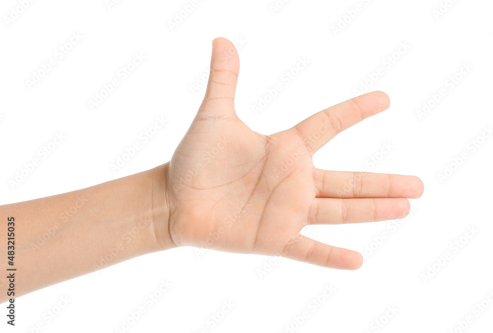 Childs palm on white background