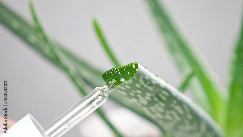 Laboratory worker takes aloe juice with glass pipette from cut plant leaf growing in pot for cosmeti