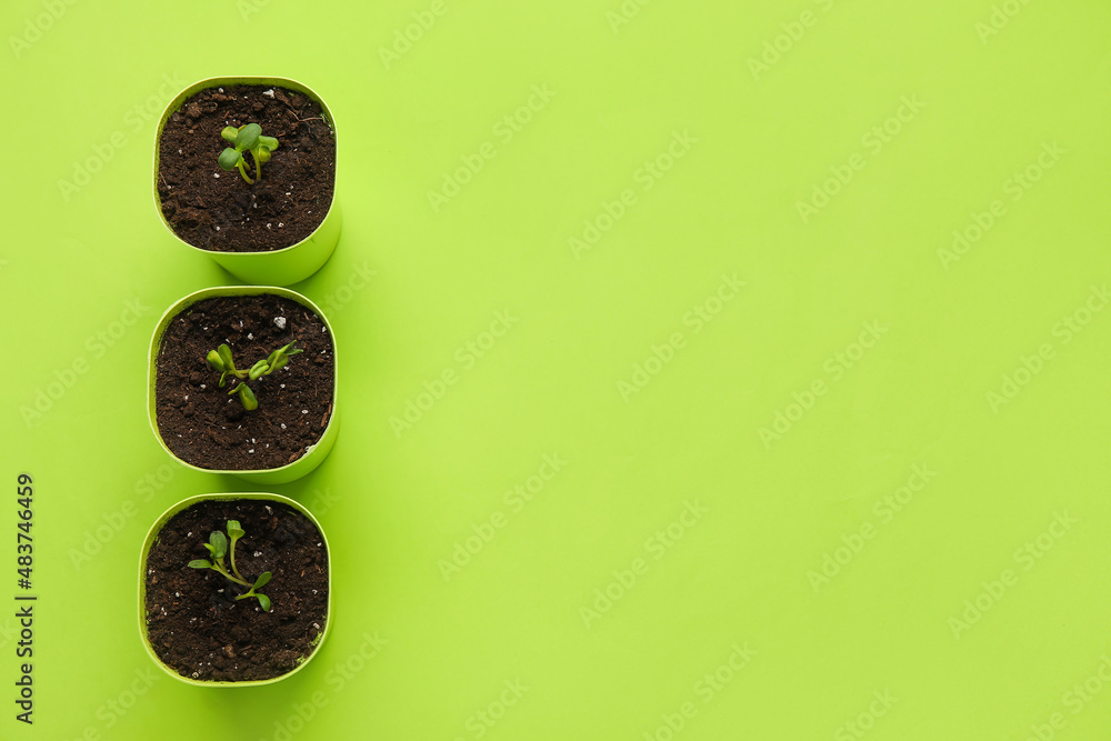 Flower pots with seedlings on green background