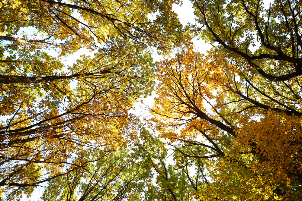 View of autumn trees in park