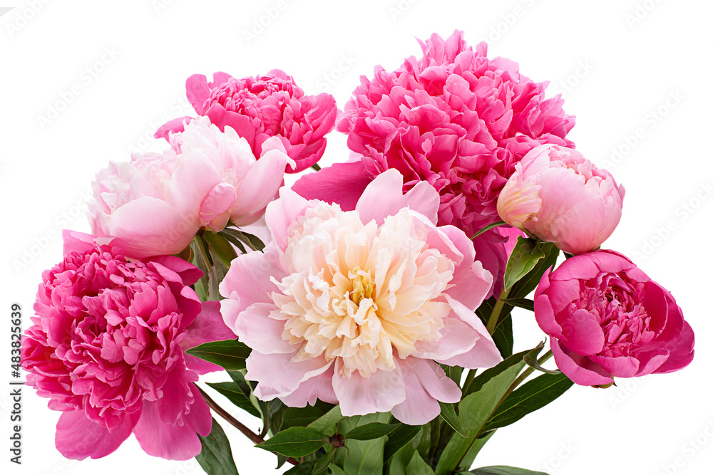 Pink peony flower on white