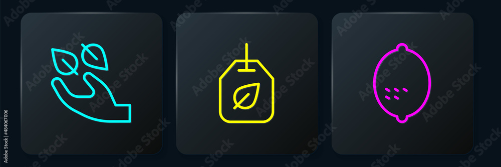 Set line Tea leaf in hand, Lemon and bag with. Black square button. Vector