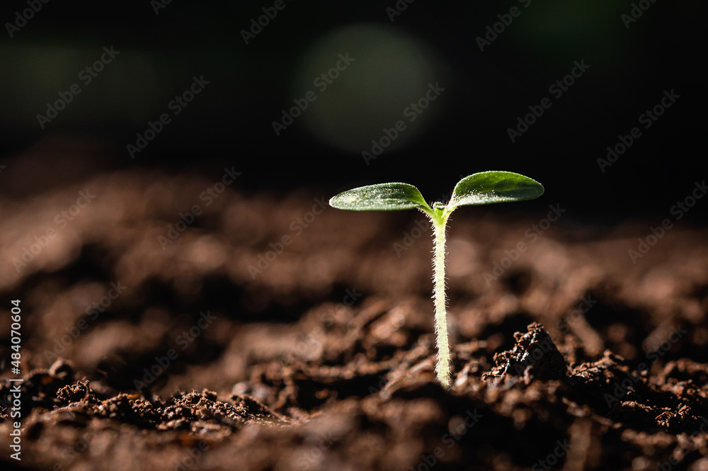 young plant growing on dirt with sunshine in nature. eco earthday concept