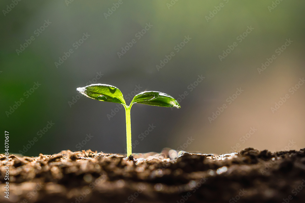 在阳光下生长在泥土上的年轻植物。生态地球日概念