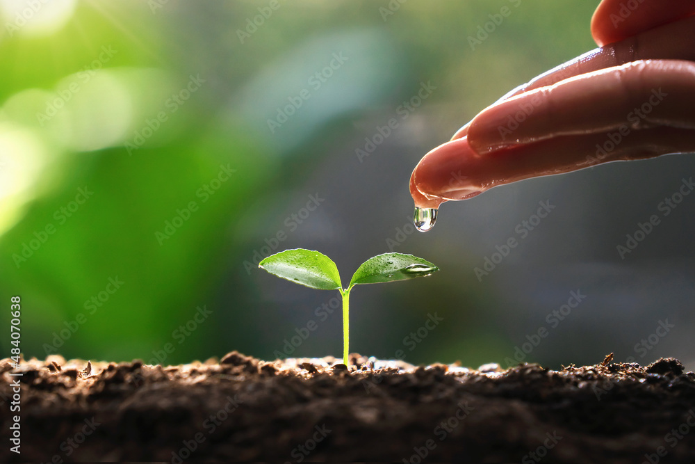 hand watering to small tree with sunshine. earth day eco concept