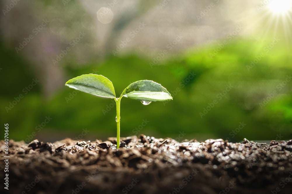 young plant growing on dirt with sunshine in nature. eco earthday concept