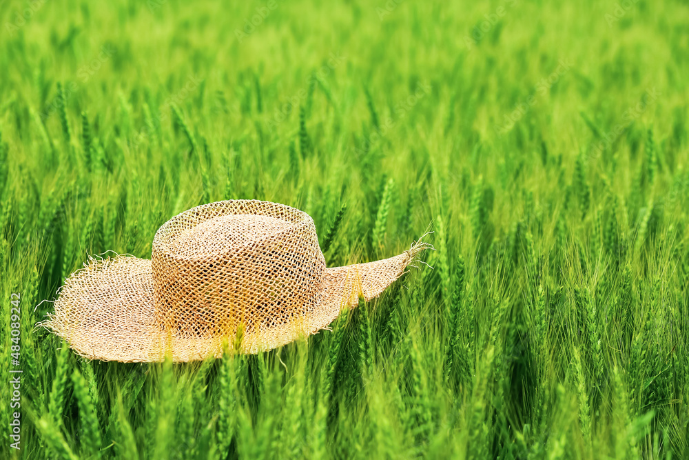 田间绿色小麦小穗上的草帽