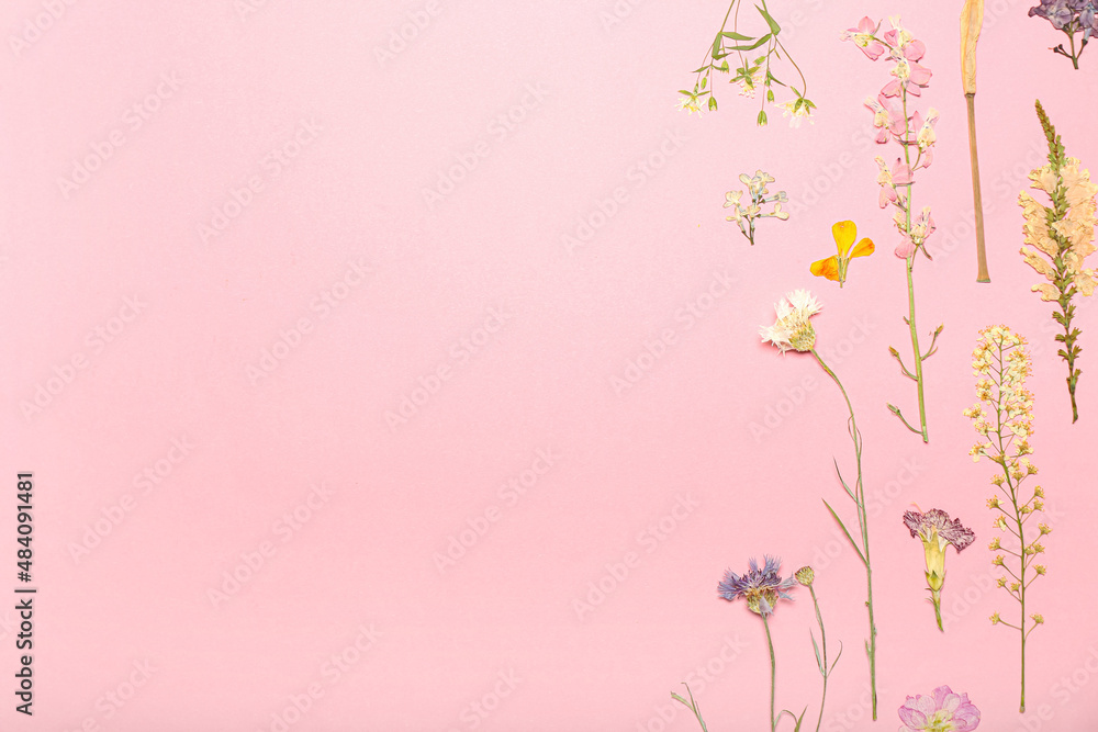 Dried pressed flowers on light background