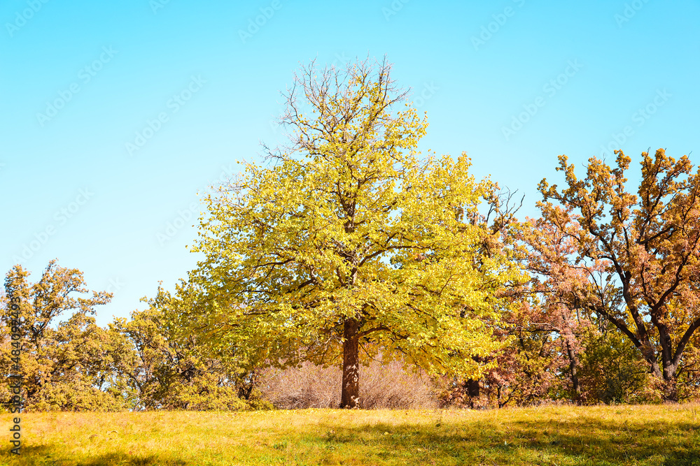 View of autumn trees in park