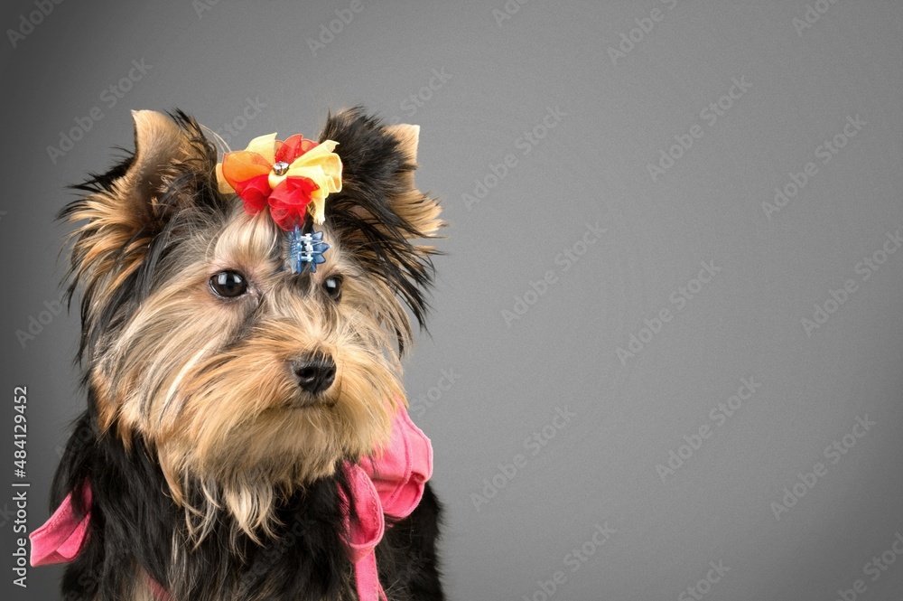 Angry cute pet dog breed with fluffy fur