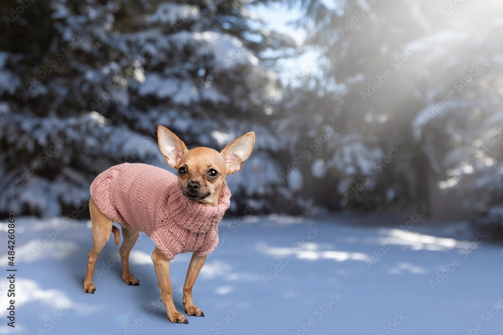 A cute mountain dog sitting on a snow-covered foggy winter landscape.