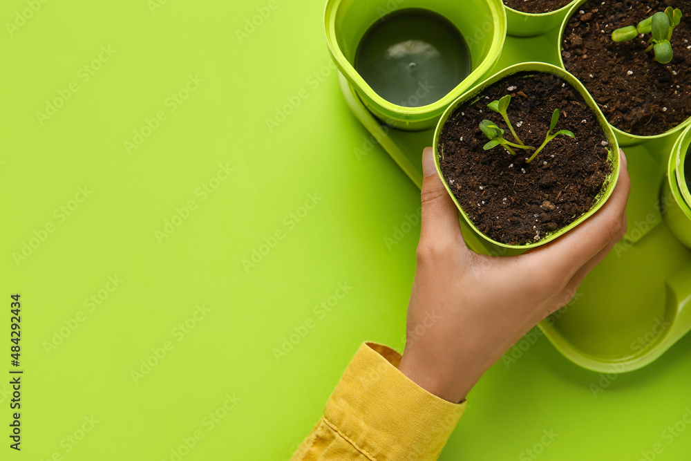 Woman taking flower pot from tray on color background, closeup