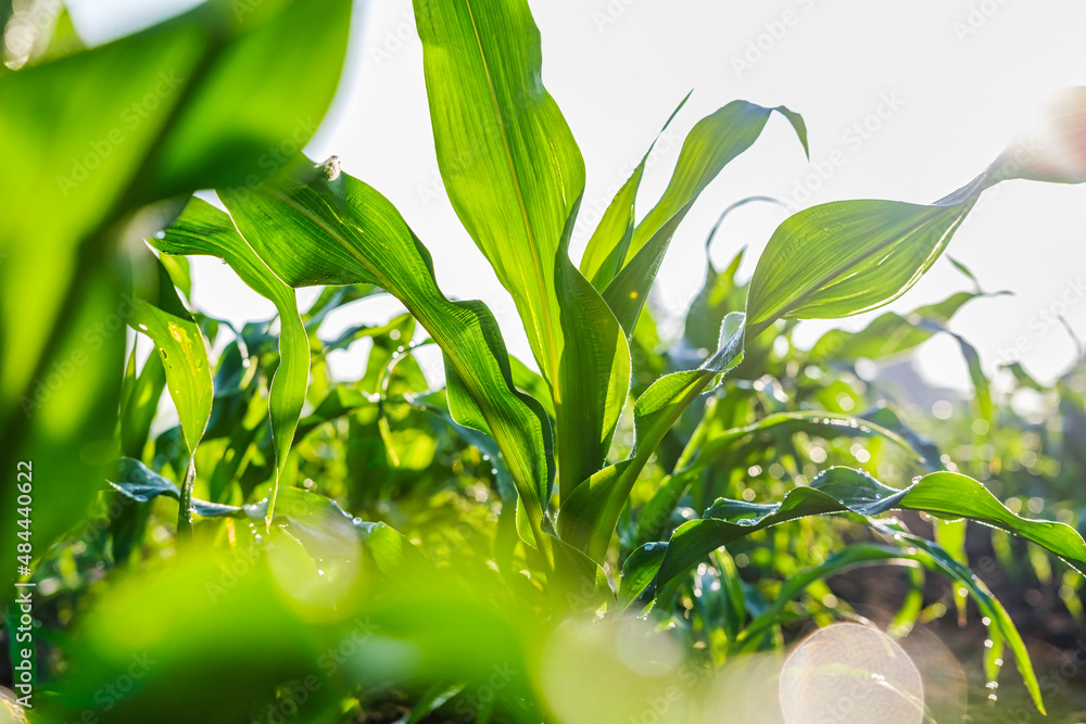 maize corn seedling in the agricultural plantation in the evening, Young green cereal plant growing 