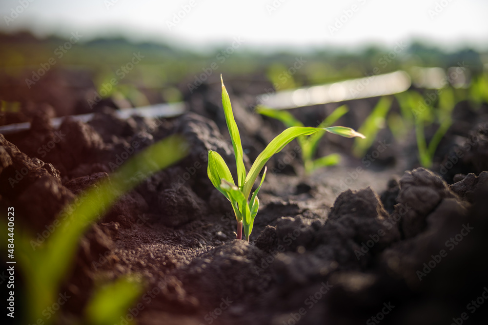 maize corn seedling in the agricultural plantation in the evening, Young green cereal plant growing 