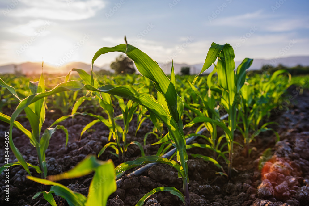 young green maize corn in the agricultural cornfield in the evening and light shines sunset, animal 