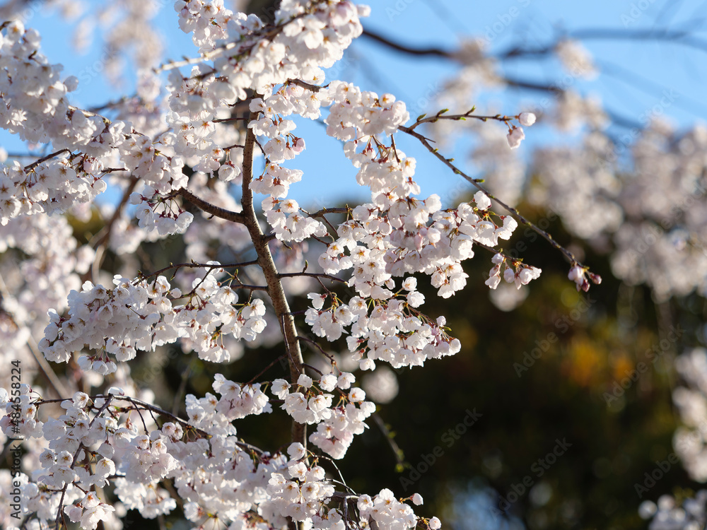 京都円山公園に咲く枝垂れ桜