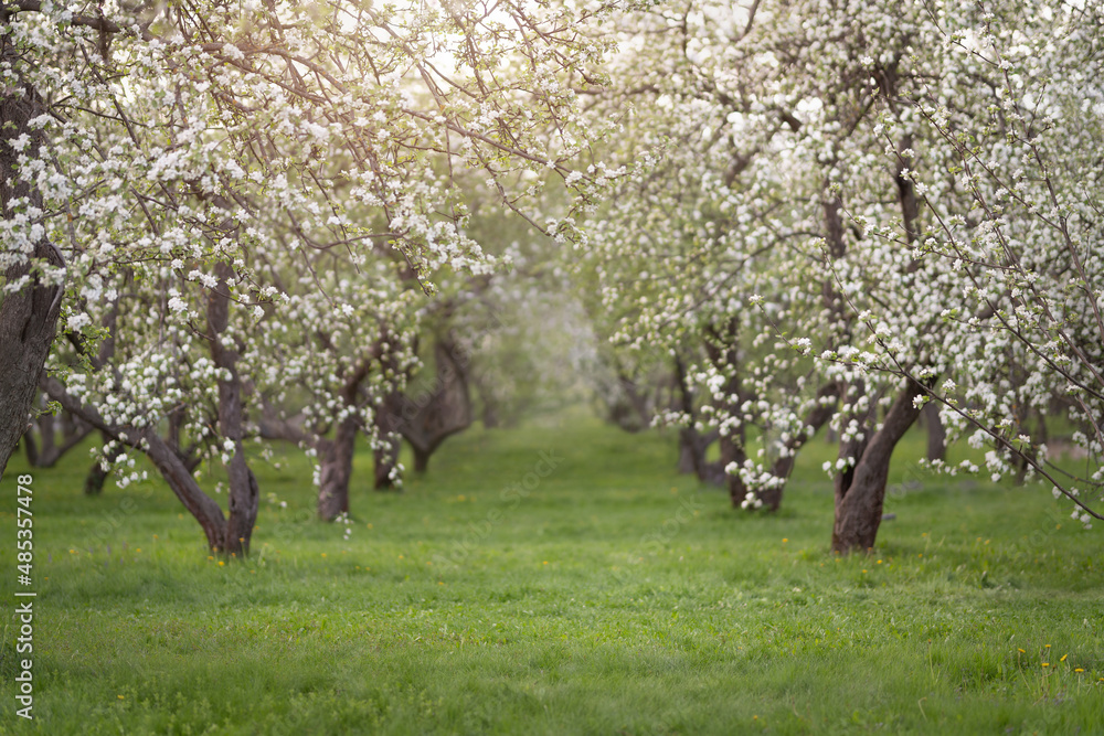 Cherry and apple blossoms in spring garden