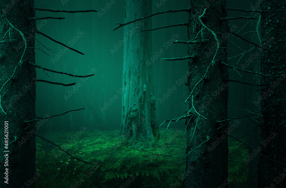 Blue misty dark forest landscape. Old fir trees trunks with dead branches, green ferns, light haze