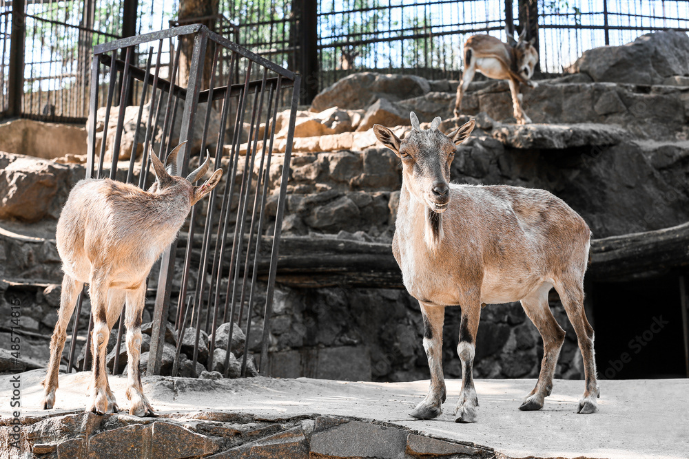 Markhor (Capra fakoneri) in zoological garden