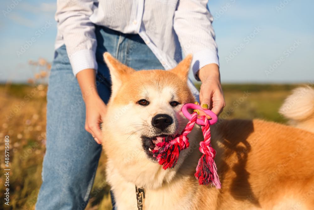 有趣的秋田犬，带玩具，主人在户外，特写