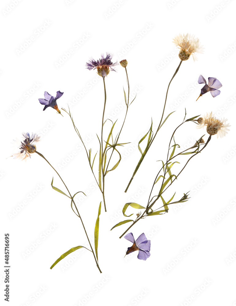 Dried pressed flowers on white background