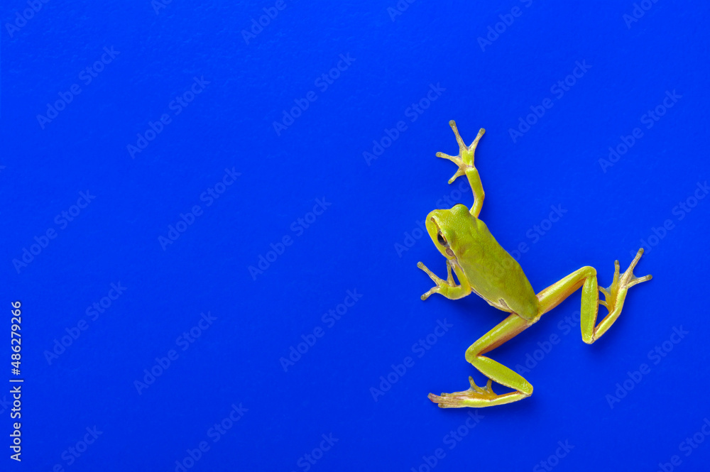 Green tree frog isolated on blue