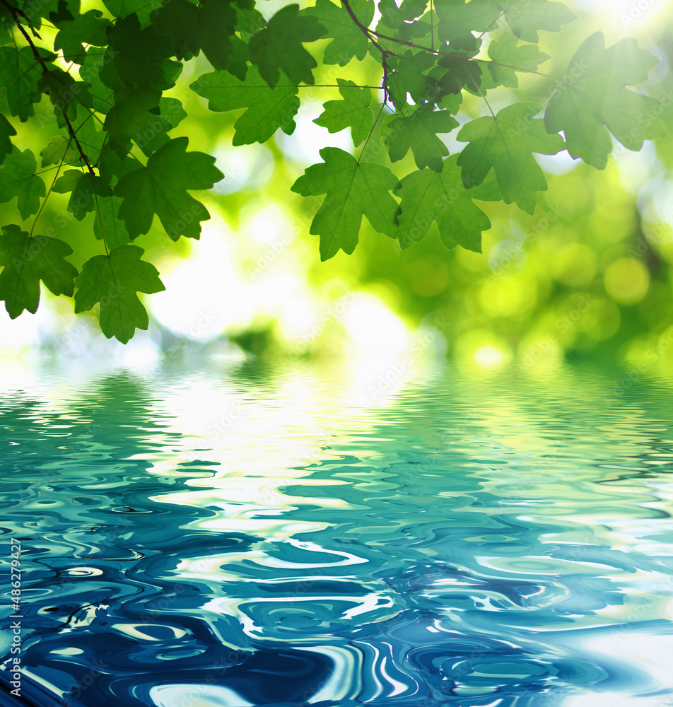 Green leaves on sun and blur tree foliage