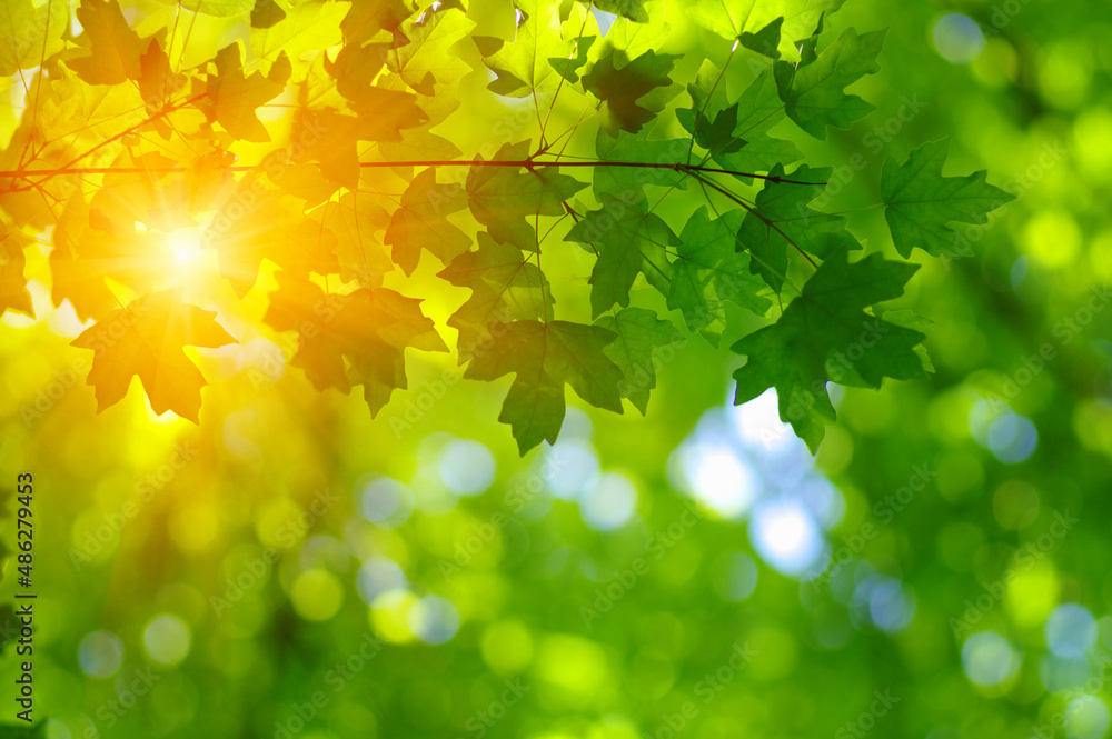 Green leaves and sun