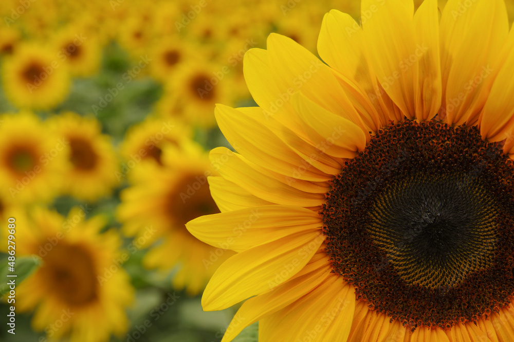  sunflowers and sun