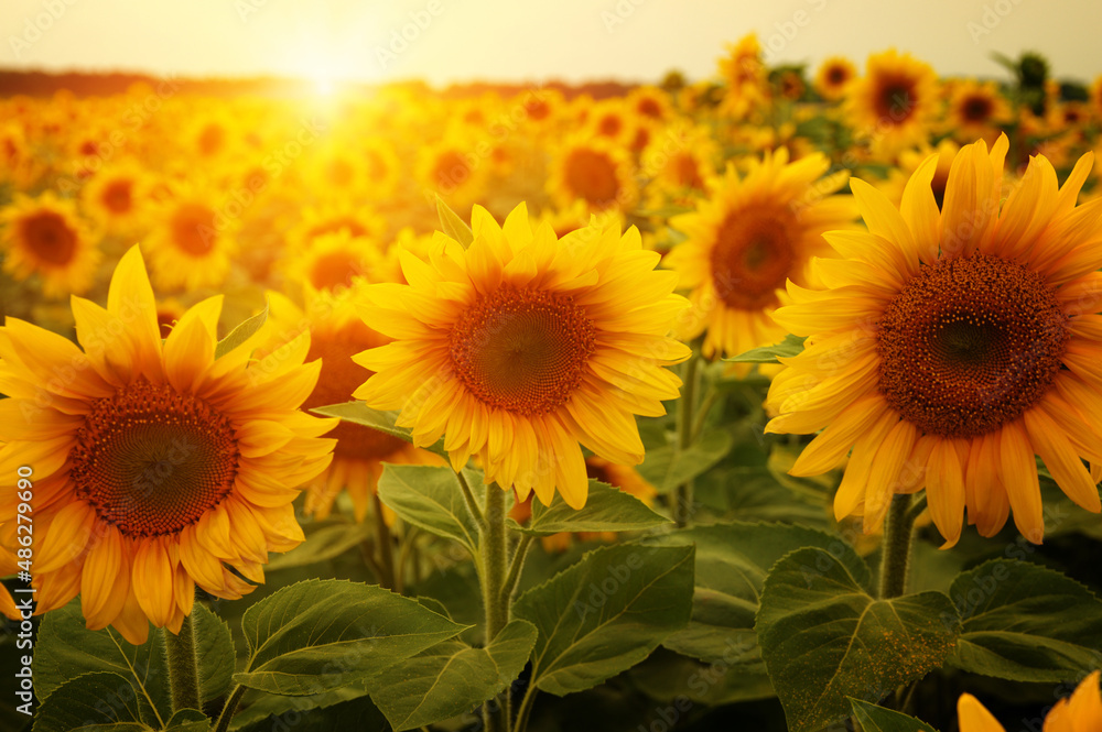  sunflowers and sun