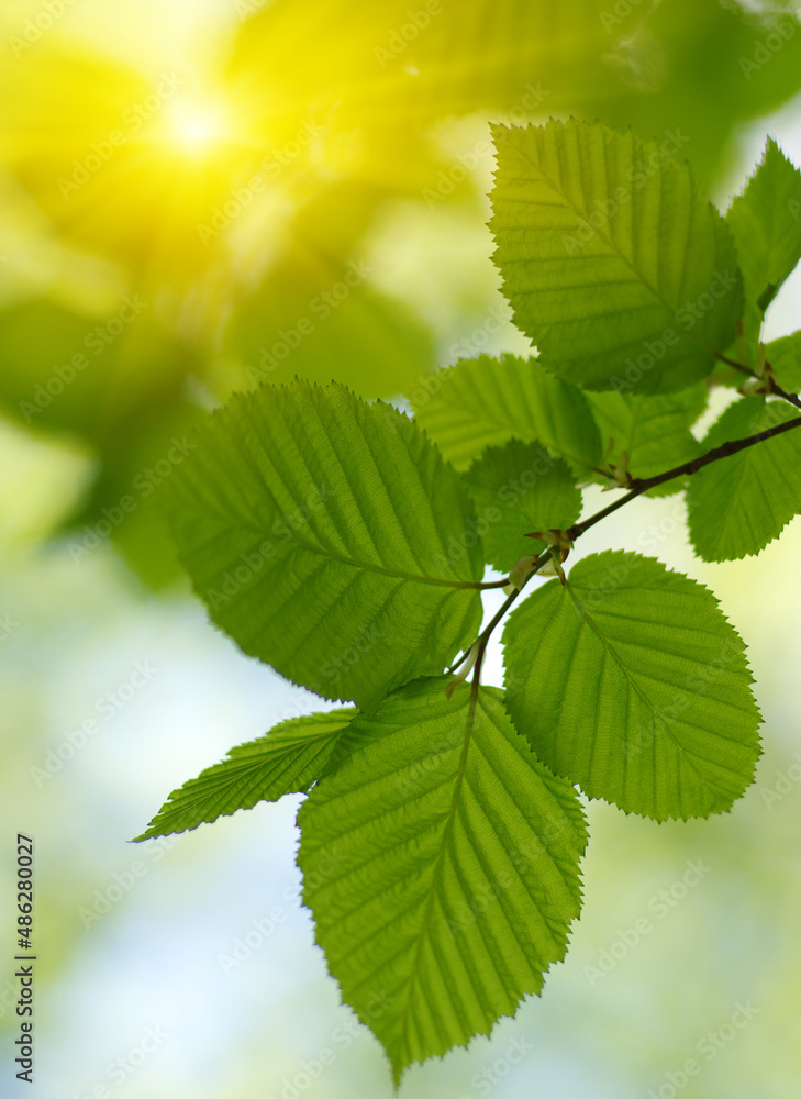 Green leaves plants on sun in nature