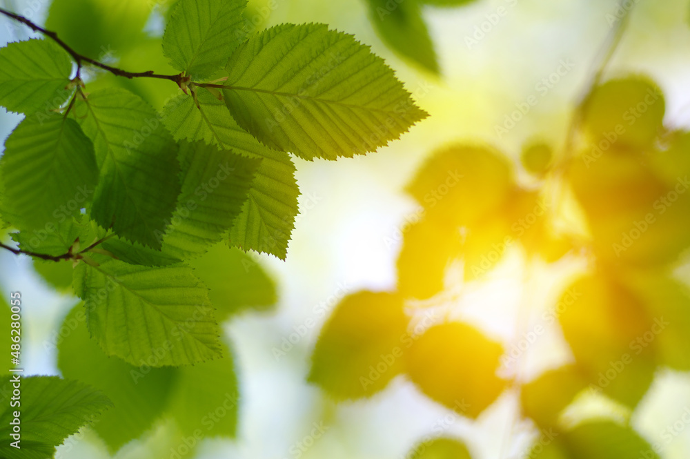 Green leaves plants on sun in nature