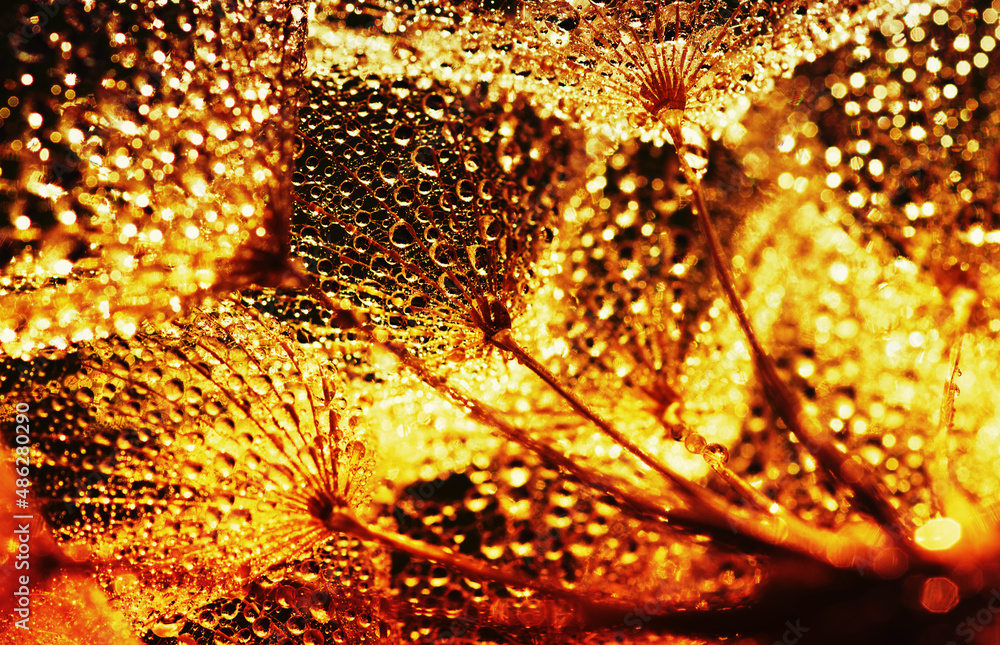 Dandelion seed on sunlight