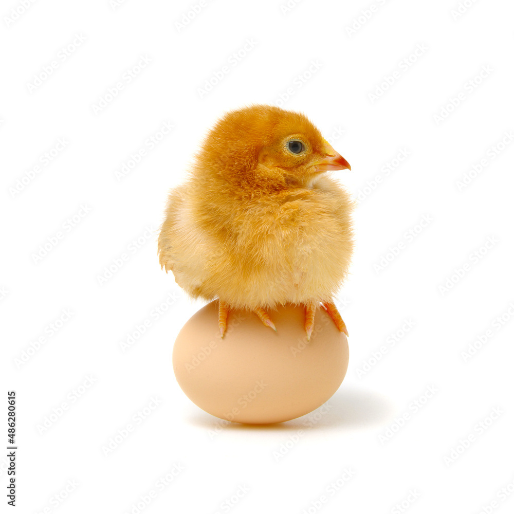 chick and egg isolated on a white