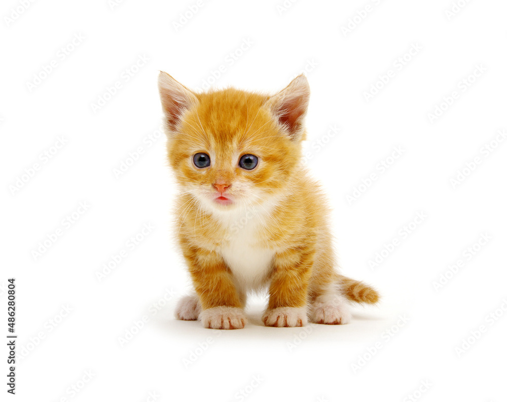 Kitten isolated on a white background.