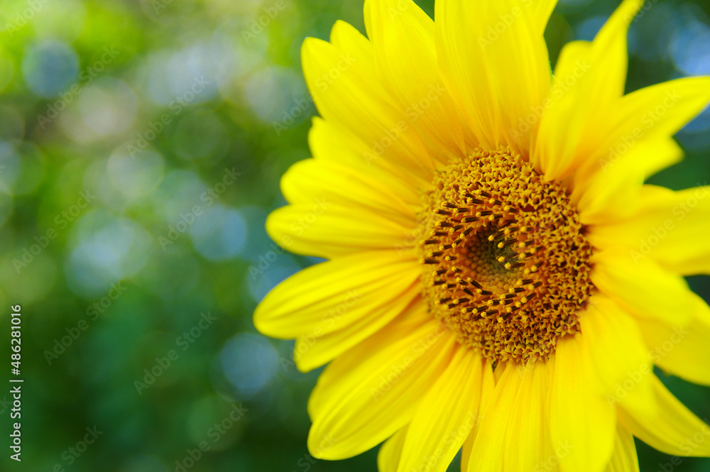 Close up of sunflower